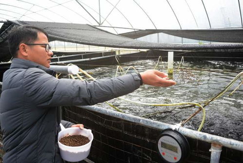 湖南瀏陽(yáng)創(chuàng)循環(huán)水微生物科技養(yǎng)殖 南美白對(duì)蝦 和鱸魚(yú)新模式