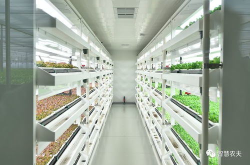 無(wú)土栽培之水培技術(shù) 原來(lái)是這樣